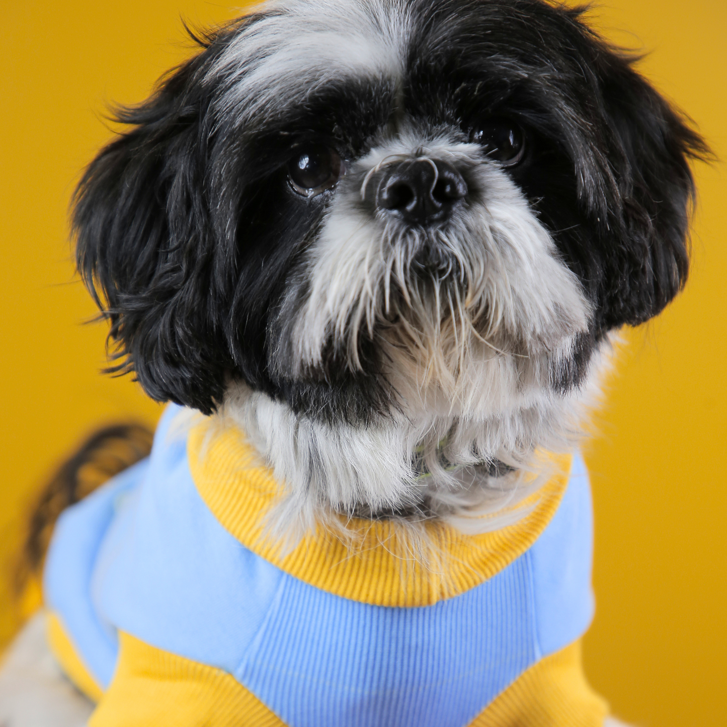 Petblush 3D Turtle Pocket Sweatshirt For Dogs