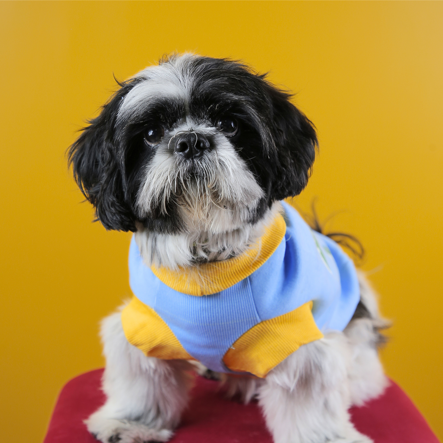 Petblush 3D Turtle Pocket Sweatshirt For Dogs