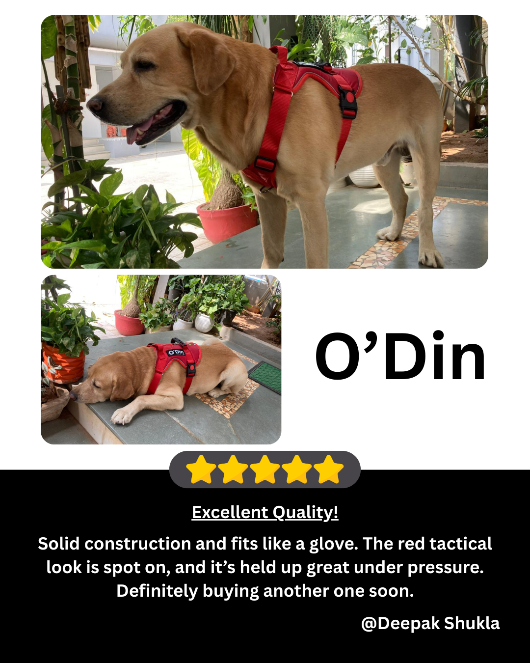 Petblush Tactical Harness for Dogs
