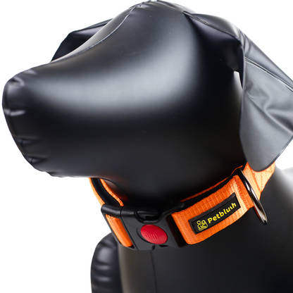Petblush Bold Padded Collars with Lock Buckle